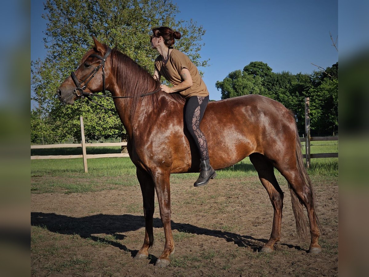 Andalusian Mare 5 years 16 hh Chestnut in Thyrow