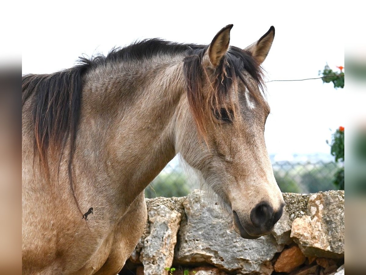 Andalusian Mare 6 years 15,1 hh Dun in Mallorca