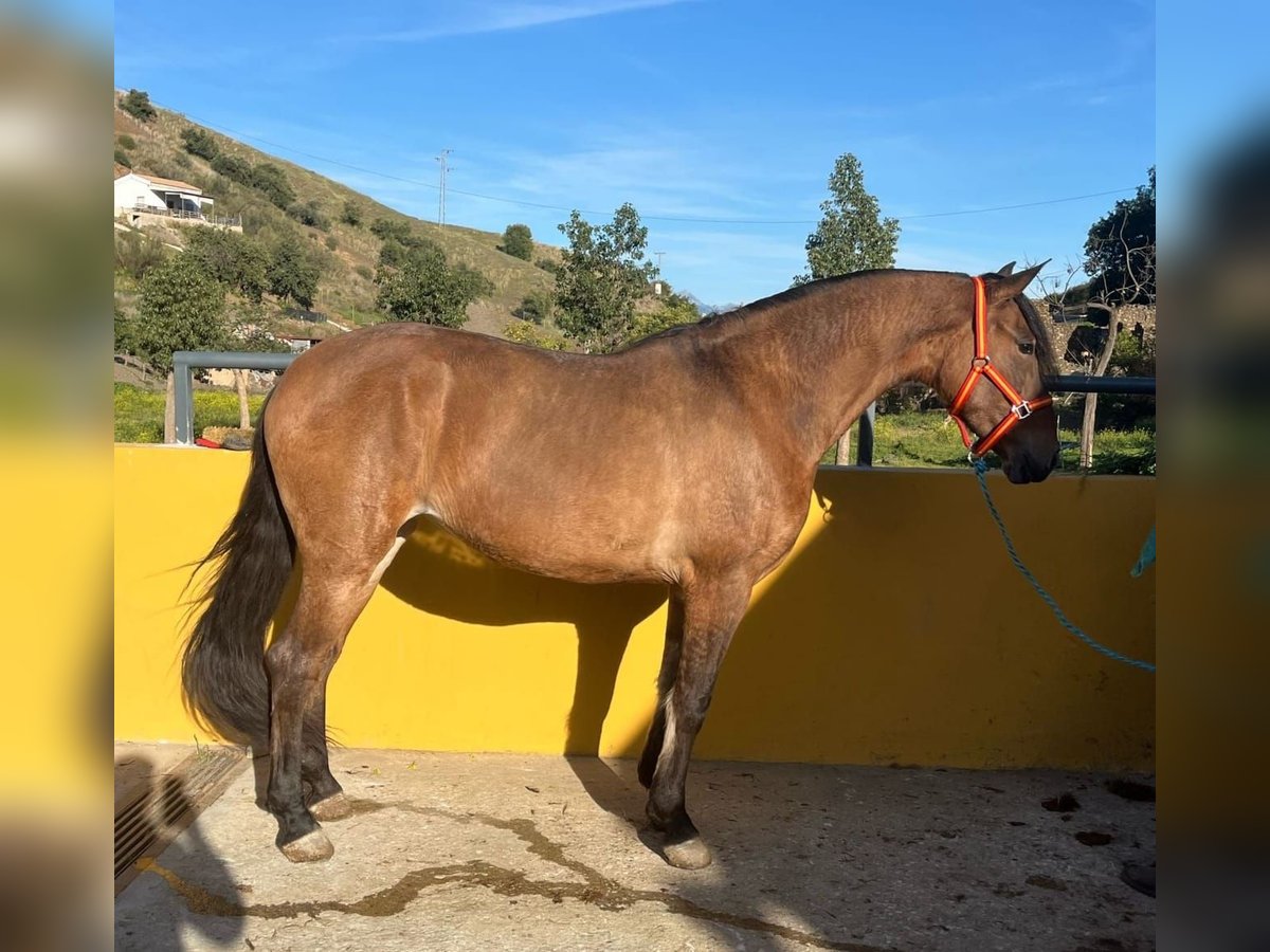 Andalusian Mare 6 years 15,2 hh Brown-Light in Velez Malaga