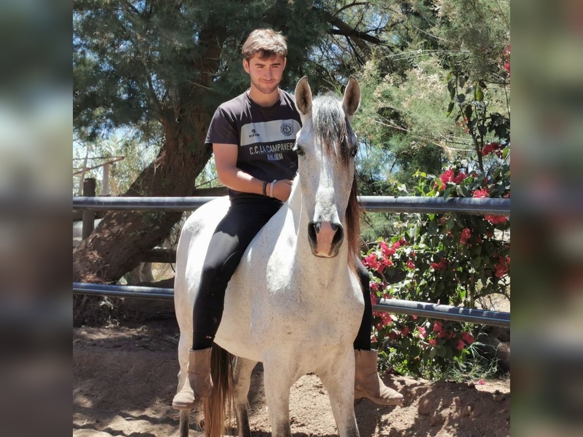 Andalusian Mare 6 years 15,2 hh Gray in Adra Almeria