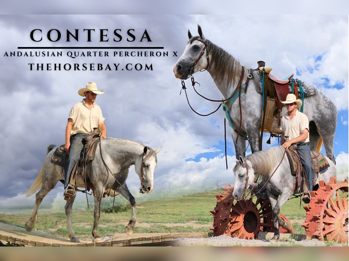 Andalusian Mix Mare 6 years 15,2 hh Grey-Dapple in Fort Collins, CO