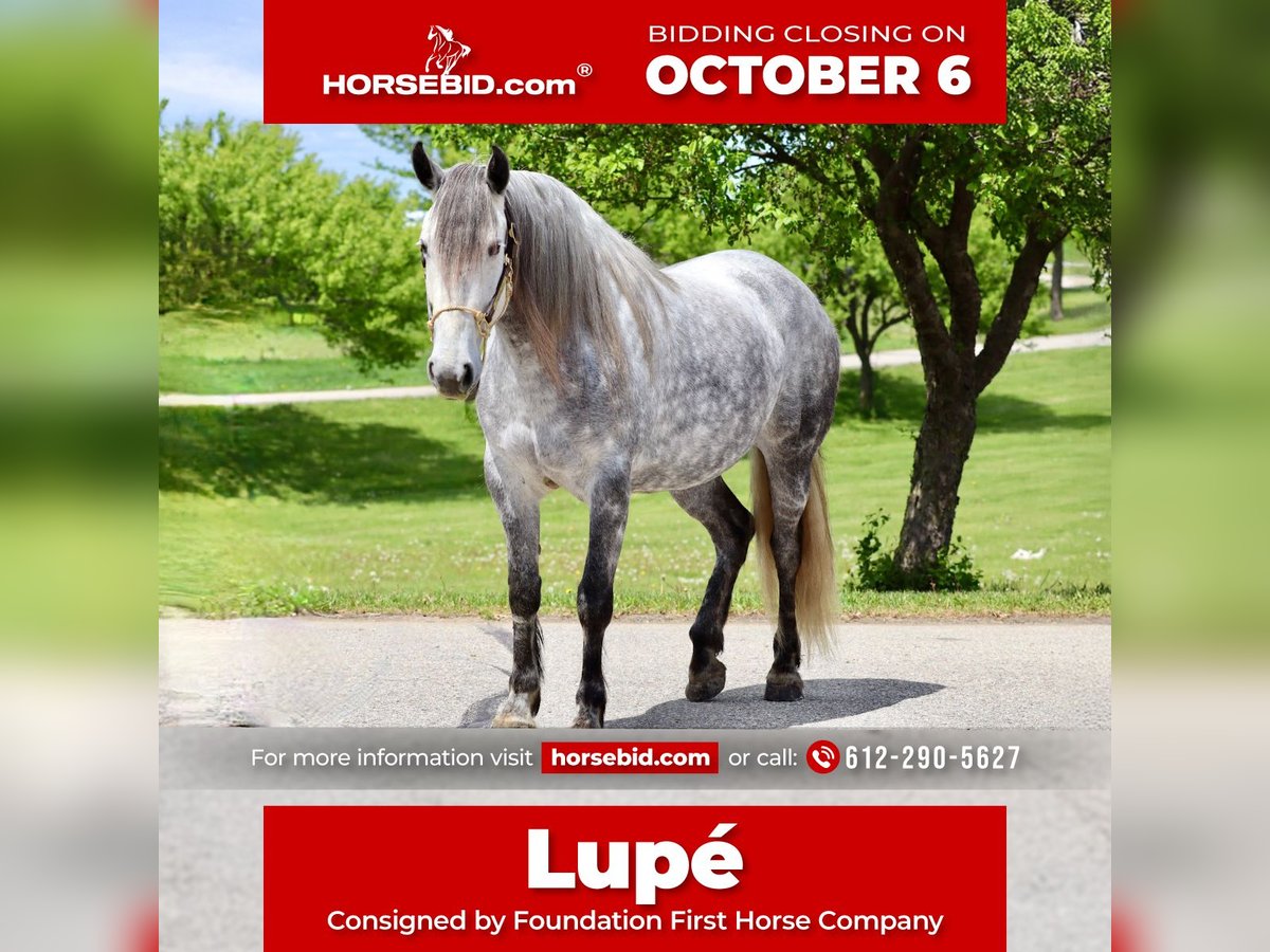 Andalusian Mix Mare 6 years 15,2 hh Grey in Chatfield