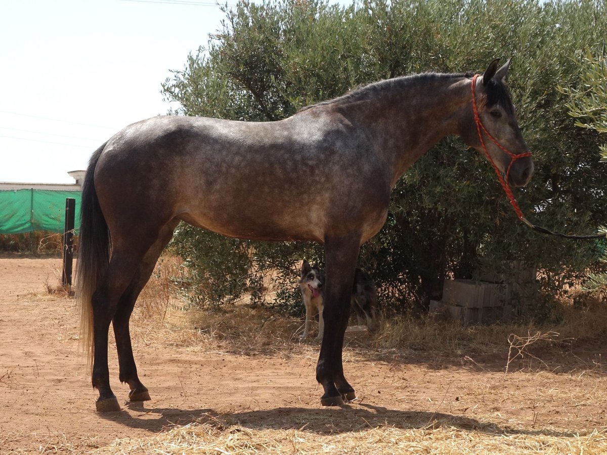 Andalusian Mix Mare 6 years 15,2 hh Grey in Sevilla