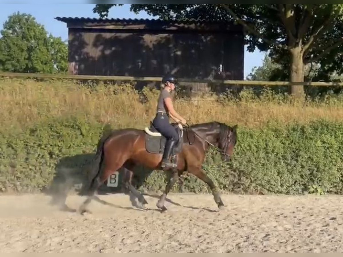 Andalusian Mix Mare 6 years 15,3 hh Bay-Dark in Worms