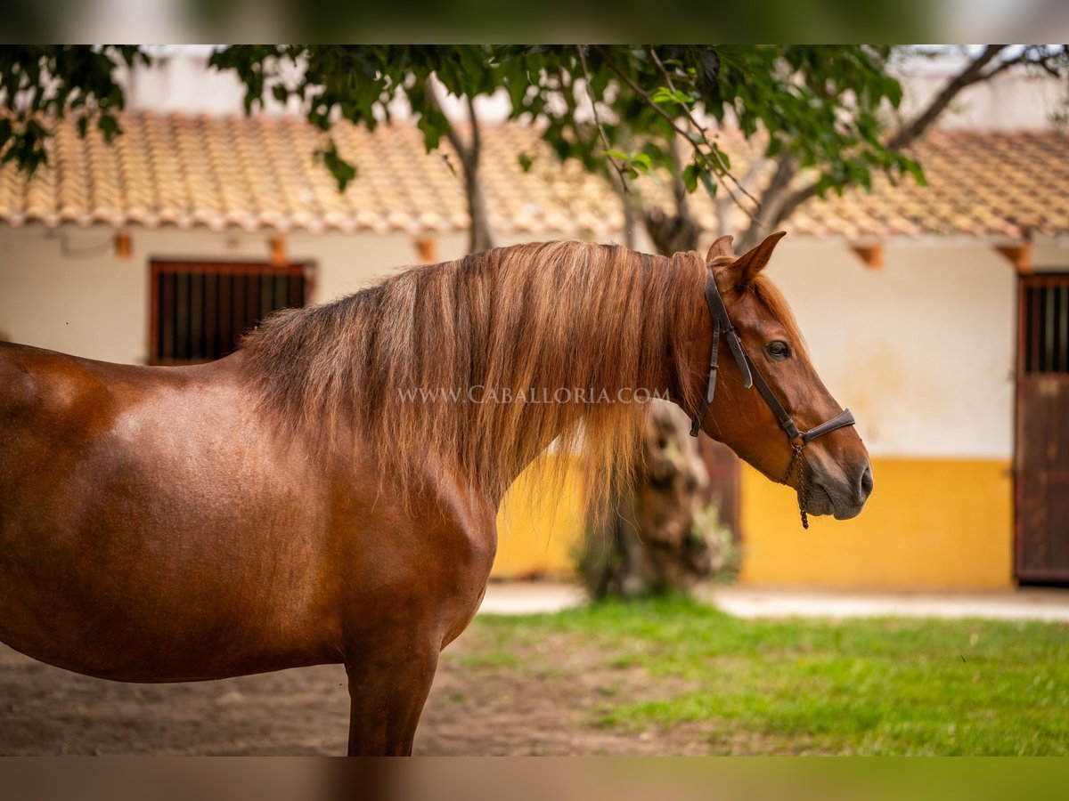 Andalusian Mare 6 years 16,1 hh Chestnut-Red in Rafelguaraf