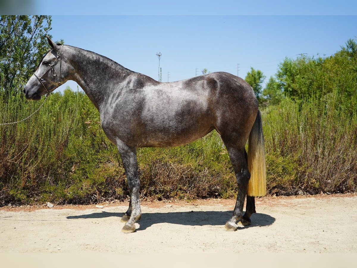 Andalusian Mare 6 years 16 hh Grey in Corona, CA