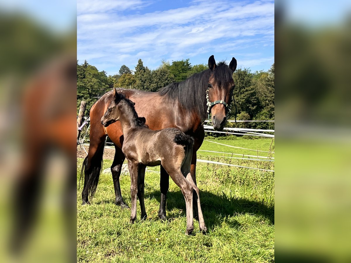 Andalusian Mix Mare 7 years 13,3 hh Brown in Aachen