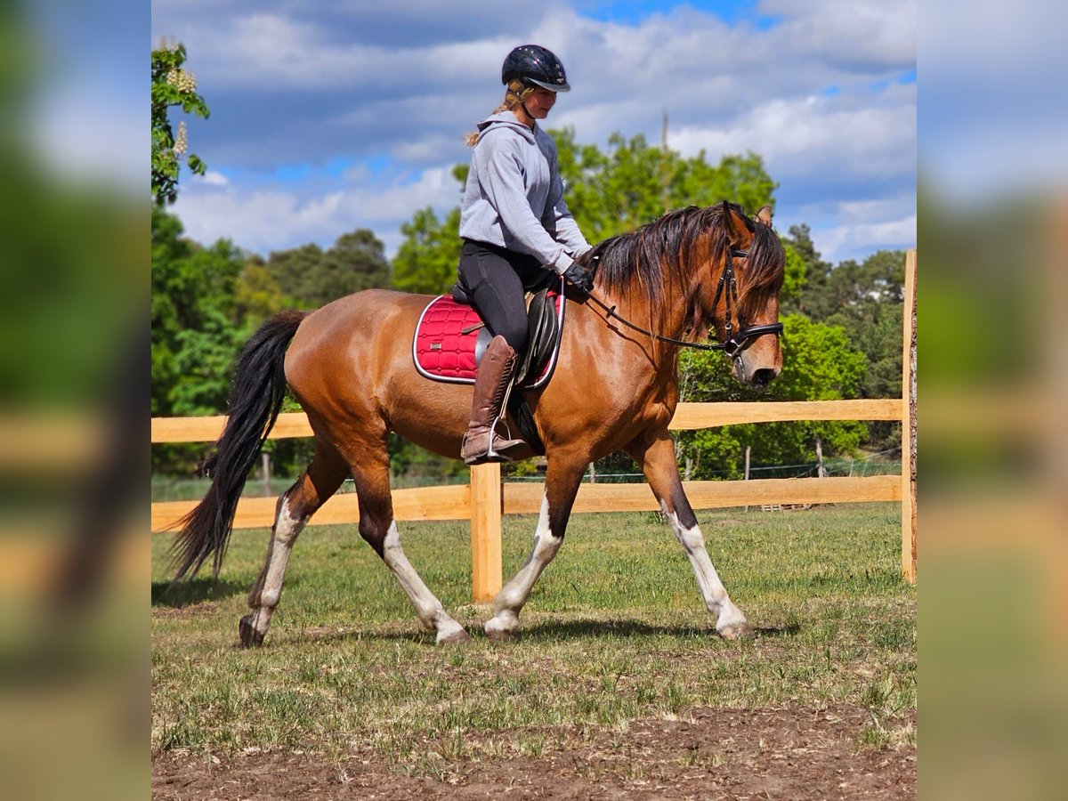 Andalusian Mix Mare 7 years 15,1 hh Brown in Thyrow