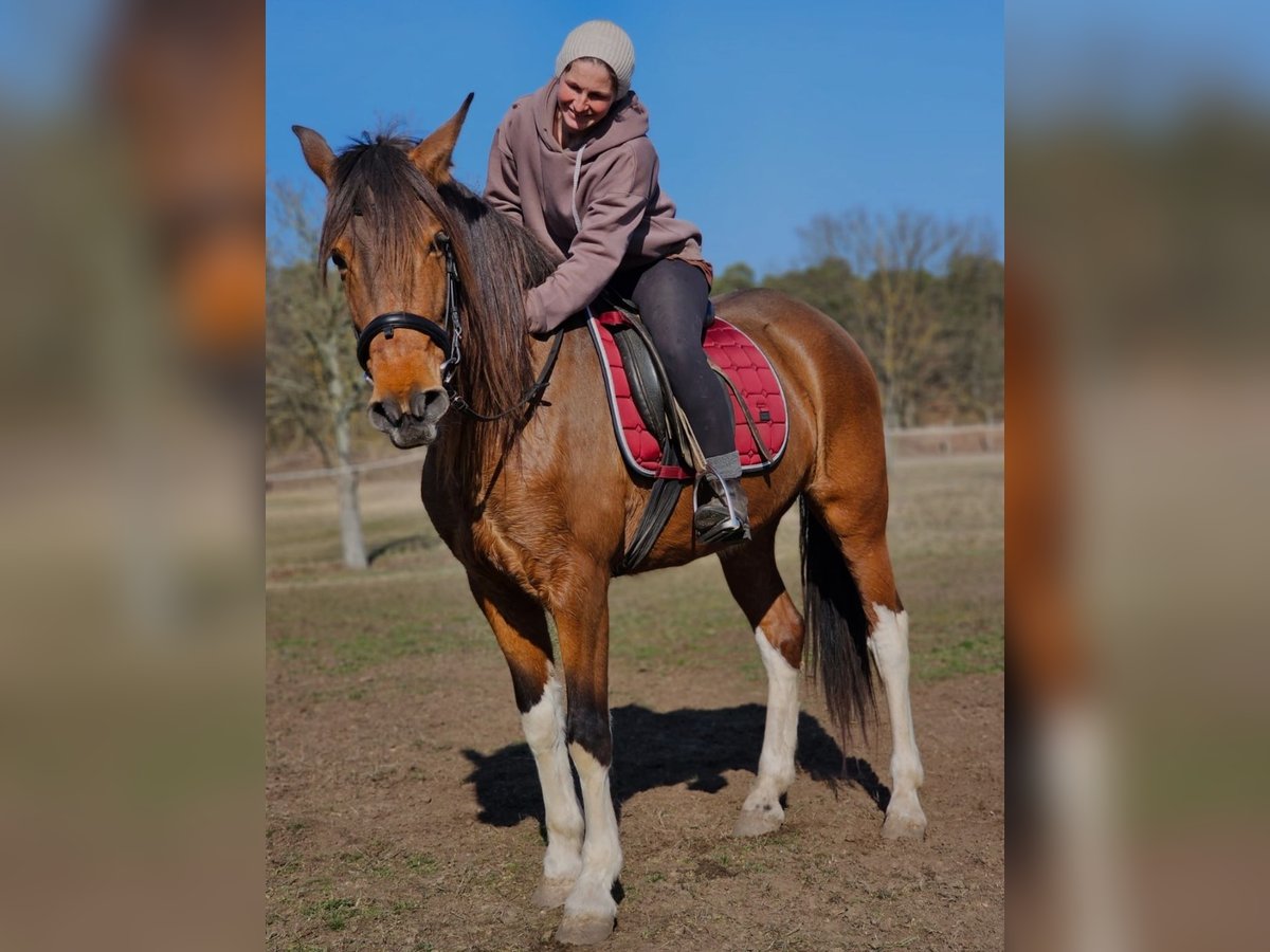 Andalusian Mix Mare 7 years 15,1 hh Brown in Thyrow