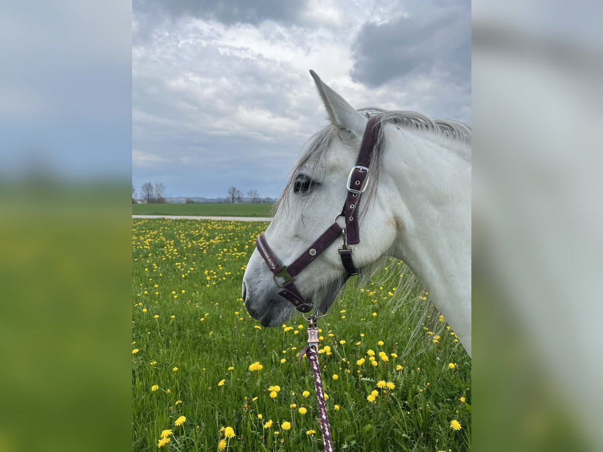 Andalusian Mare 7 years 15,1 hh Gray in Germaringen