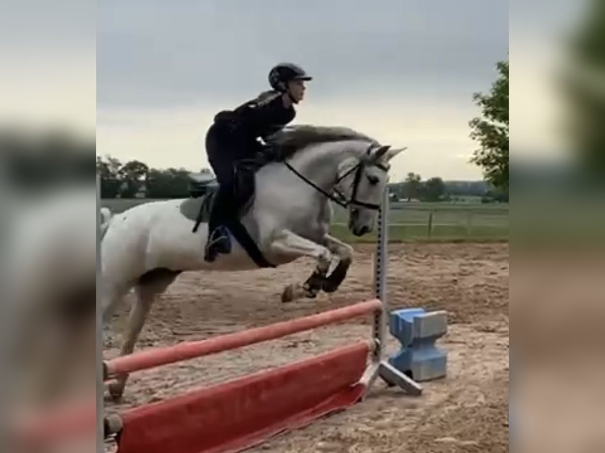 Andalusian Mare 7 years 15,1 hh Gray in Oberostendorf