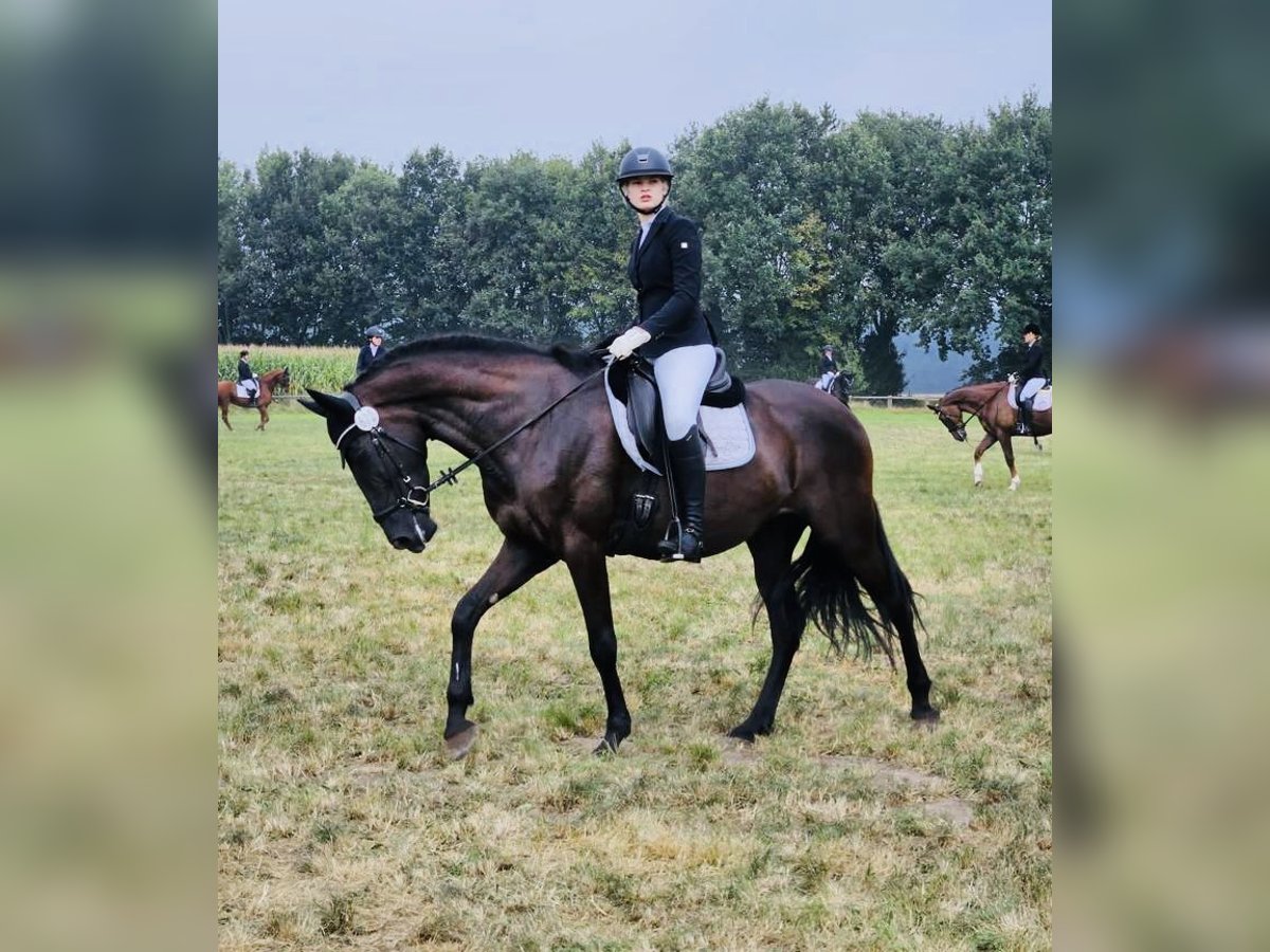 Andalusian Mare 7 years 16,1 hh Black in Sottrum