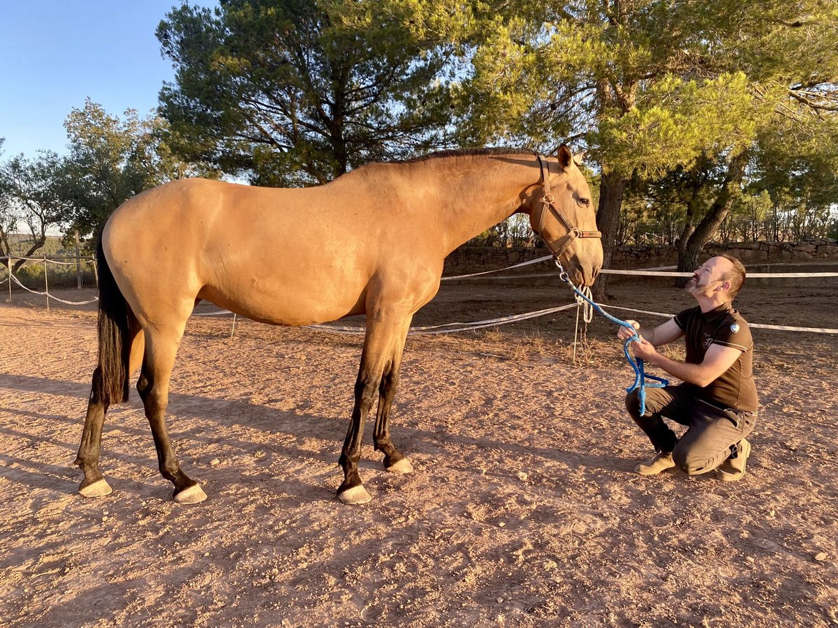 Andalusian Mare 7 years 16,2 hh Dun in Copons