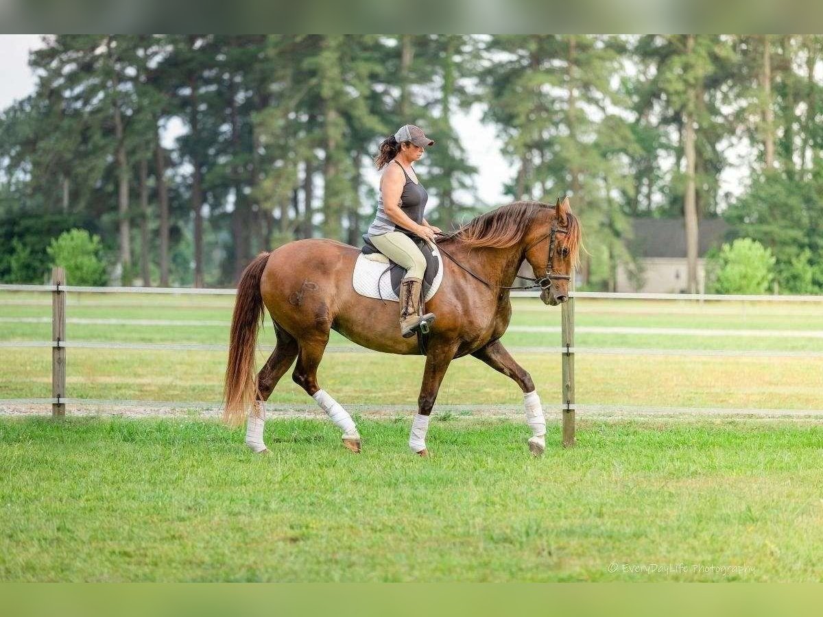Andalusian Mare 7 years 16 hh Buckskin in Houston