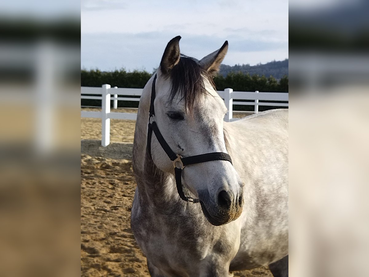 Andalusian Mix Mare 8 years 14,2 hh Gray-Dapple in Berthelsdorf