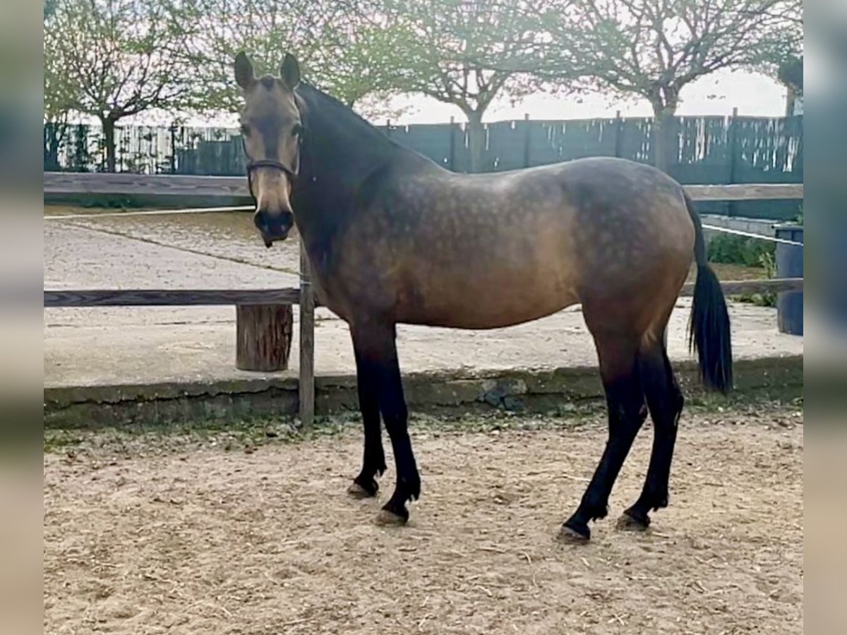 Andalusian Mare 8 years 15,3 hh Dun in Madrid