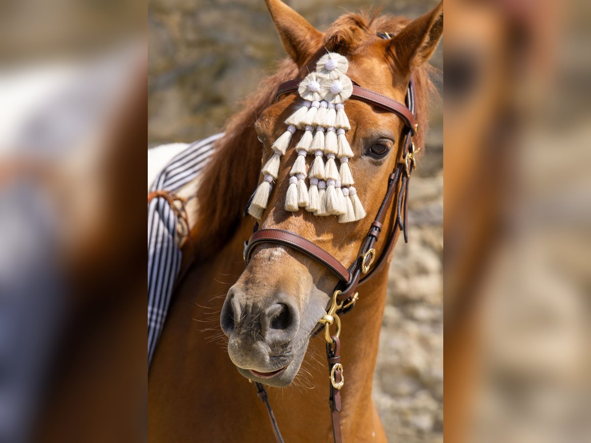 Andalusian Mare 8 years 15,1 hh Chestnut-Red in Aachen