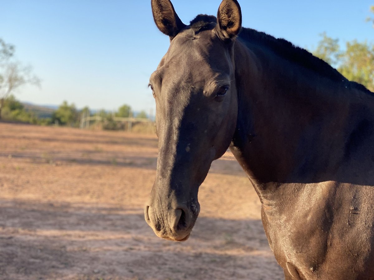 Andalusian Mare 8 years 16,2 hh Black in Copons