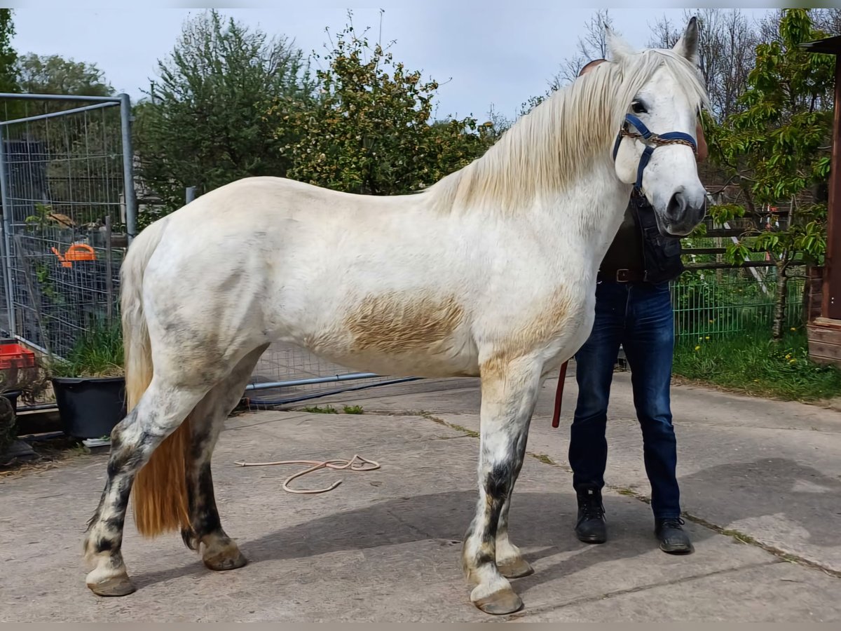 Andalusian Mix Mare 9 years 14,2 hh Grey in Neustadt an der Orla
