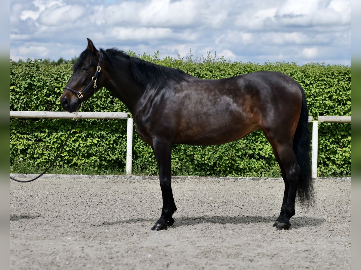 Andalusian Mare 9 years 15,2 hh Bay-Dark in Neustadt (Wied)
