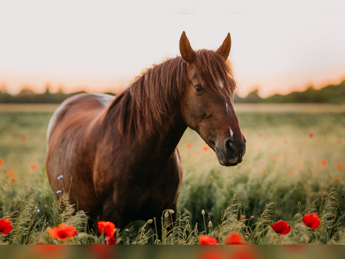 Andalusian Mare 9 years 15 hh Bay-Dark in Maastricht