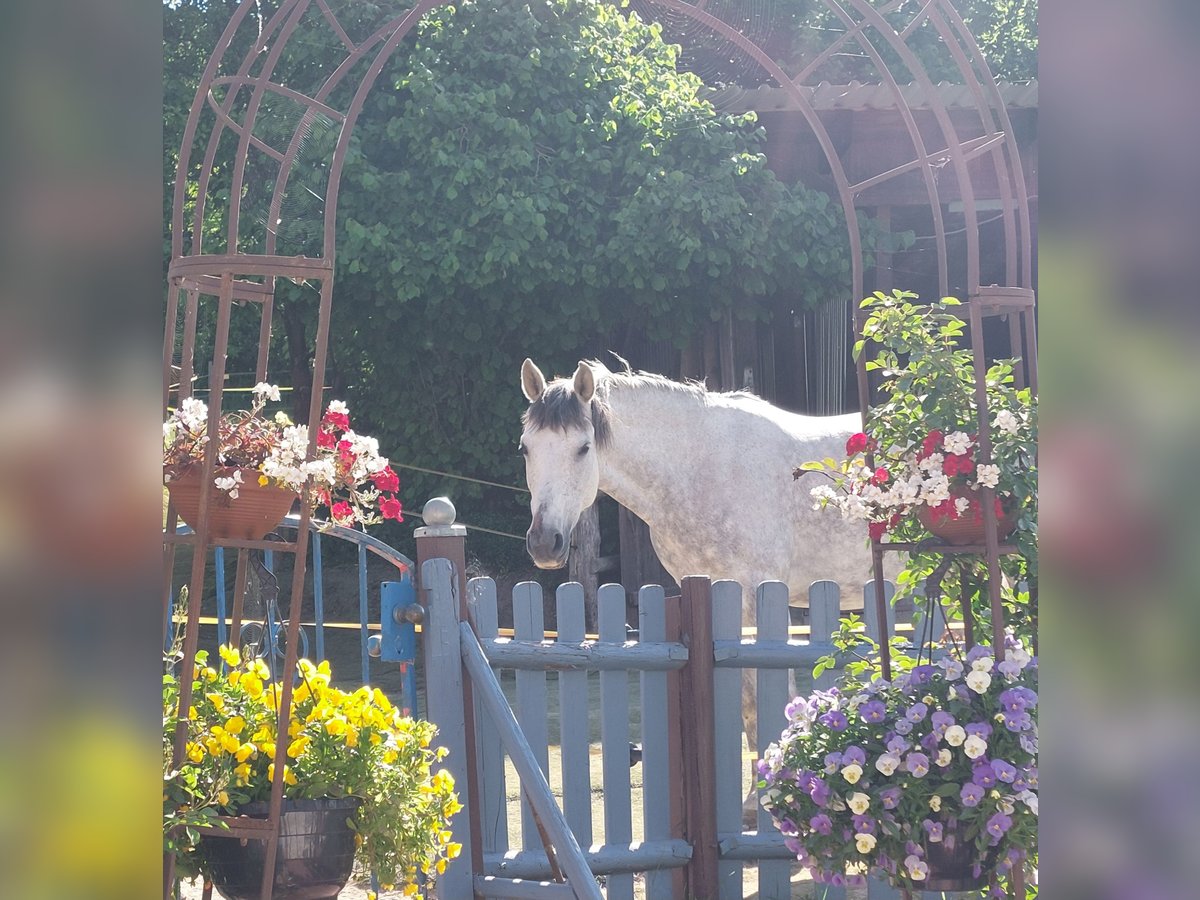 Andalusian Mare 9 years 15 hh Gray-Fleabitten in V&#xF6;hl