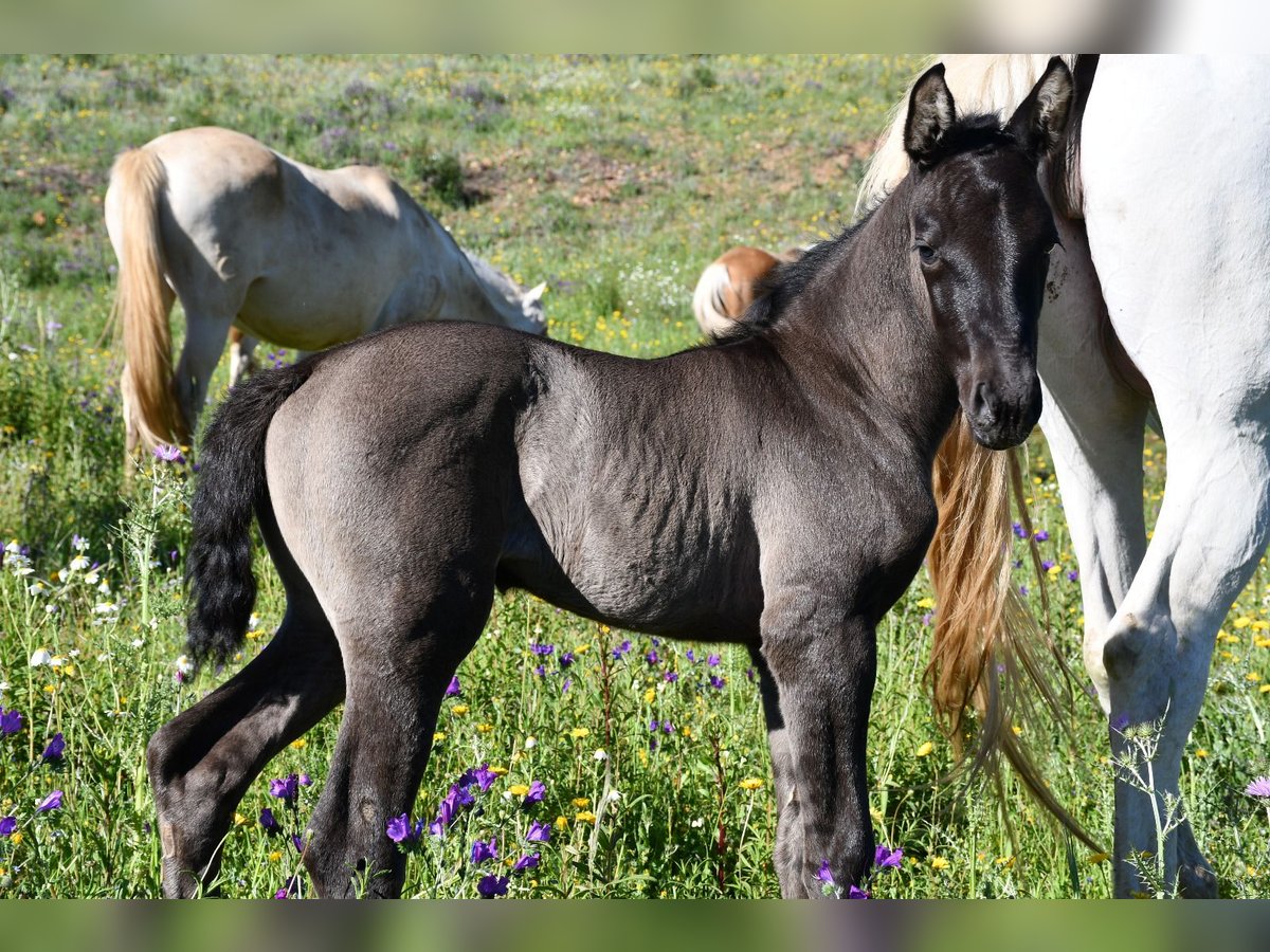 Andalusian Mix Mare Foal (04/2024) 15,2 hh Black in El Cerro De Andevalo