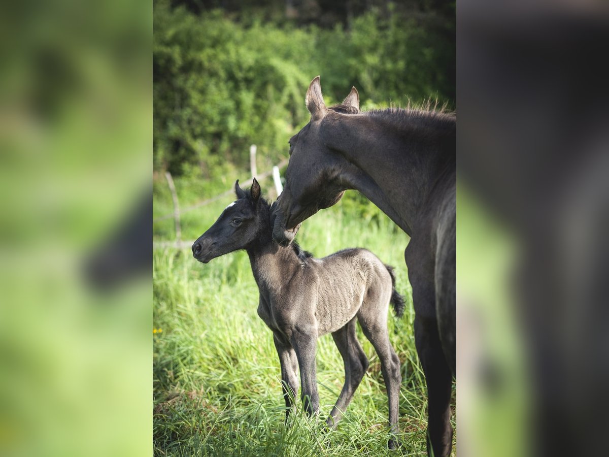 Andalusian Mare  15,2 hh Pearl in Ardenais