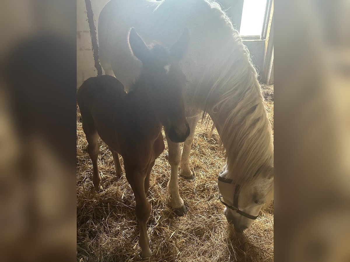 Andalusian Mix Mare Foal (04/2024) 16,1 hh Bay in Gers