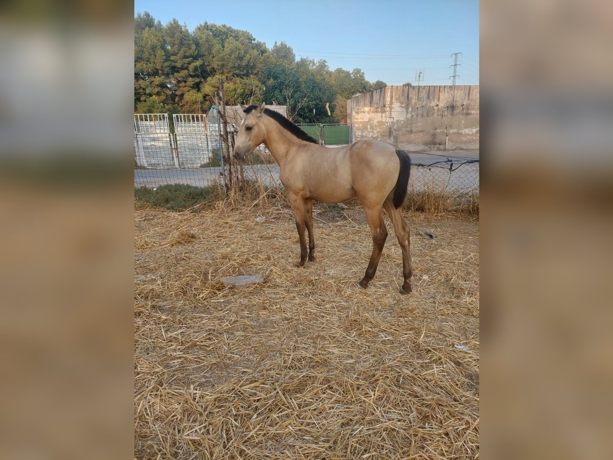 Andalusian Mare Foal (04/2025) Dun in Espinar, De El (Estacion)