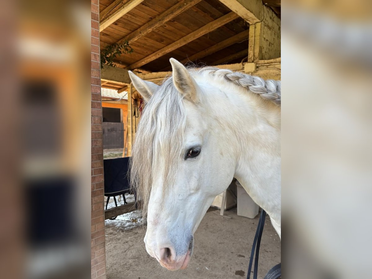 Andalusian Stallion 14 years 15,1 hh Gray in Bregnano Andalusian Stallion 14 years 15,1 hh Gray in Bregnano