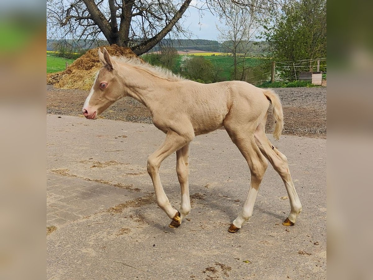 Andalusian Stallion 1 year 13,1 hh Cremello in Waldeck