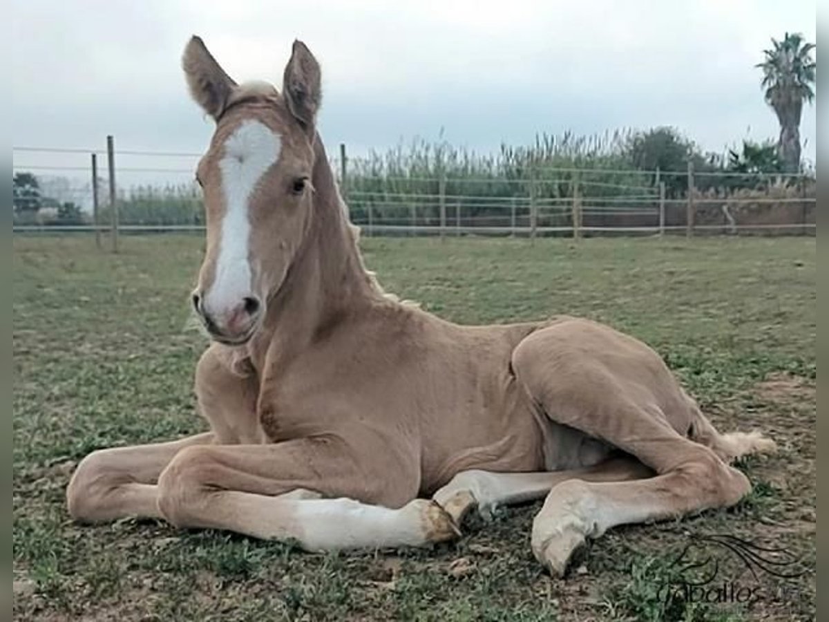 Andalusian Stallion 1 year 13,1 hh Palomino in Barcelona