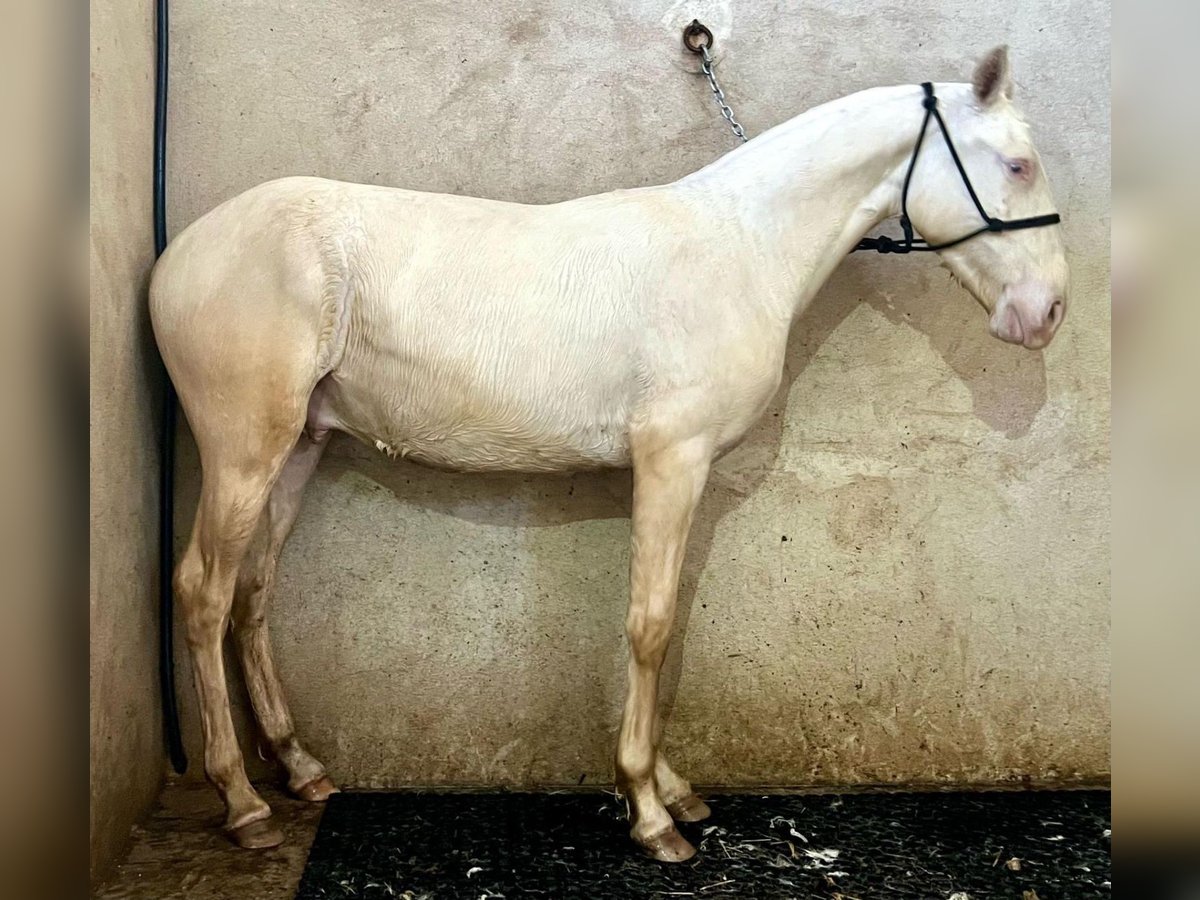 Andalusian Stallion 1 year 14,3 hh Cremello in Toledo
