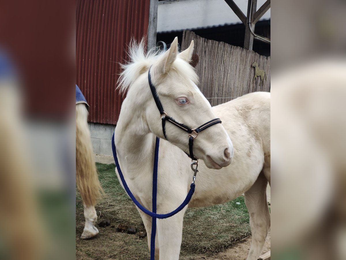 Andalusian Stallion 1 year 15,2 hh Perlino in Waldeck