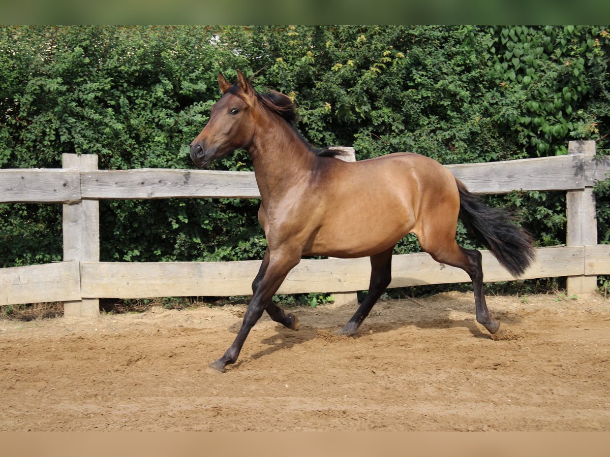 Andalusian Stallion 1 year 15,3 hh Brown in Rerik