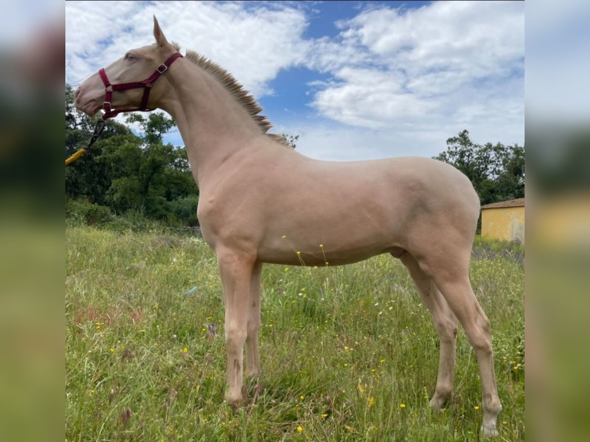 Andalusian Stallion 1 year 15 hh Perlino in Piedralaves