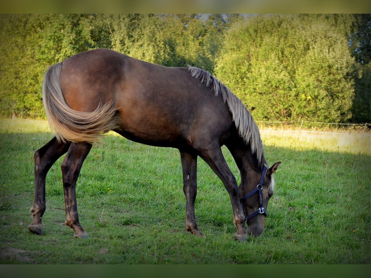 Andalusian Mix Stallion 1 year 15,2 hh Bay in Nowica
