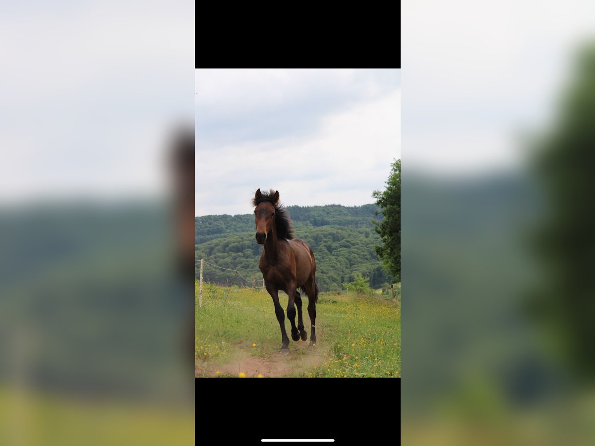 Andalusian Stallion 1 year 15,2 hh Brown in Gentingen