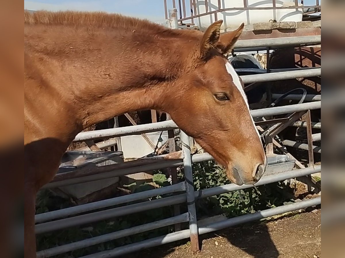 Andalusian Stallion 1 year 16 hh Chestnut-Red in Sutullena