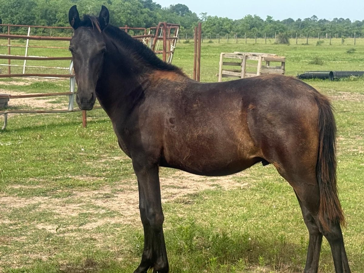 Andalusian Stallion 1 year Black in Pasadena