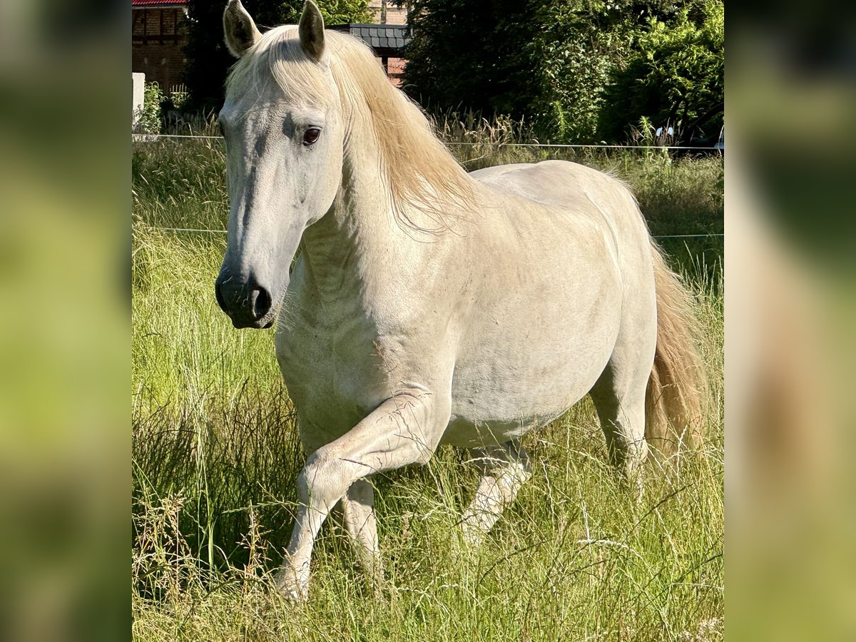 Andalusian Stallion 25 years 15,1 hh Gray in Ribbesbüttel