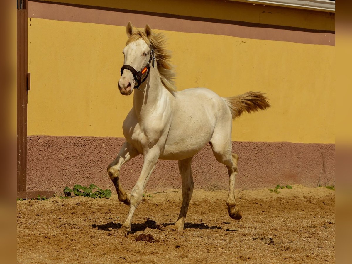 Andalusian Stallion 2 years 15,1 hh Cremello in Caceres