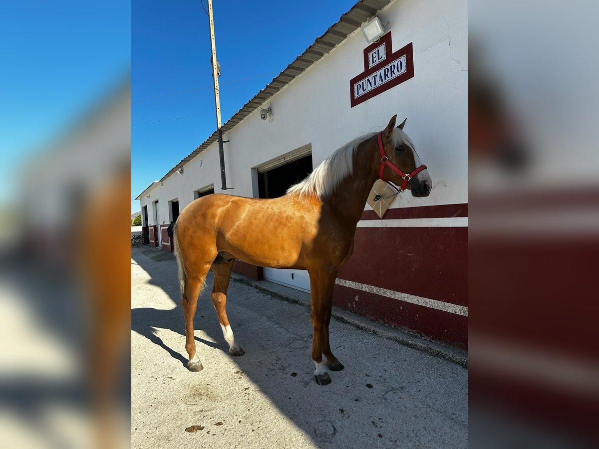 Andalusian Stallion 2 years 15,1 hh Palomino in Valencia