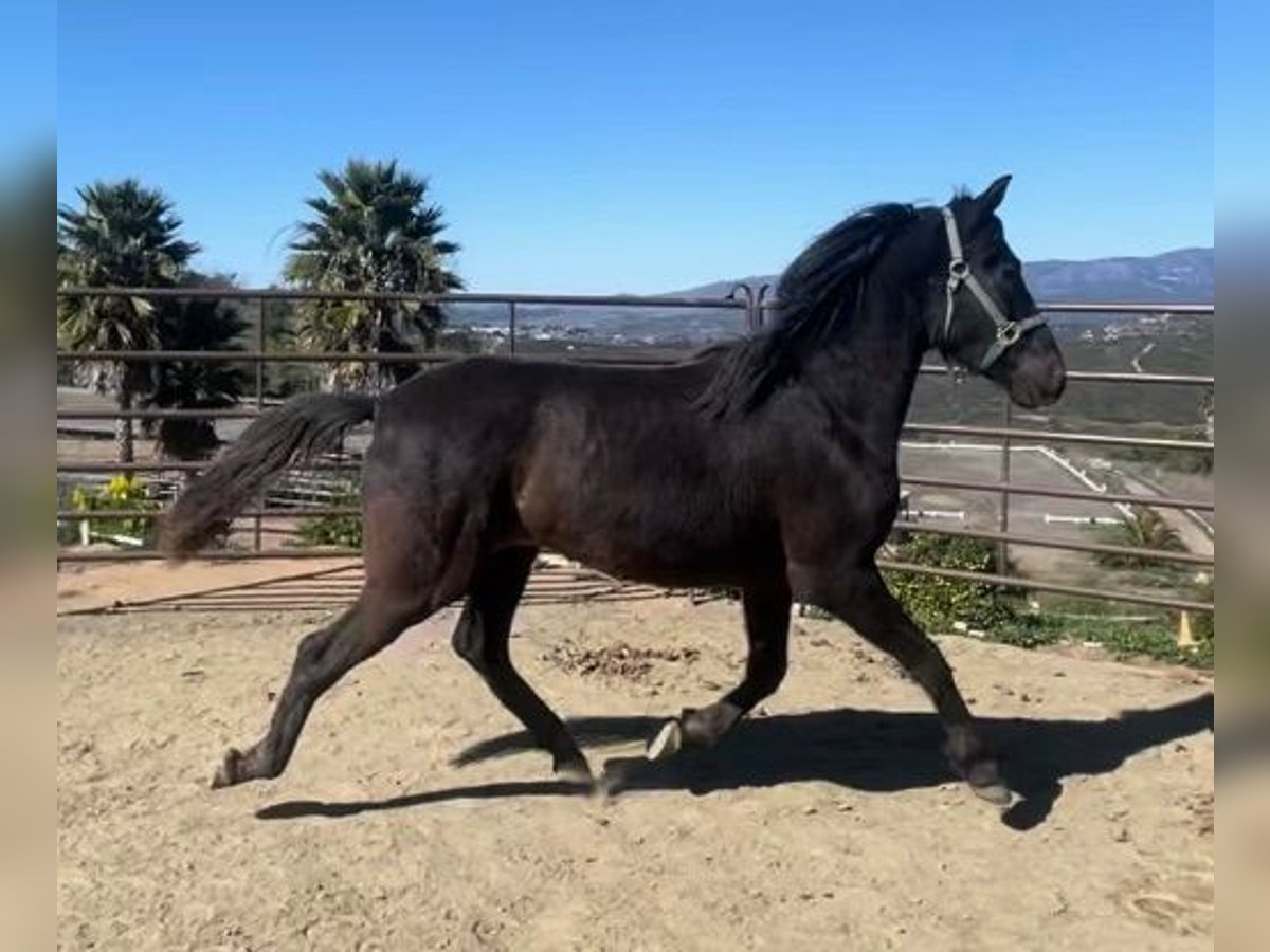 Andalusian Stallion 2 years 15 hh Black in Fallbrook, CA
