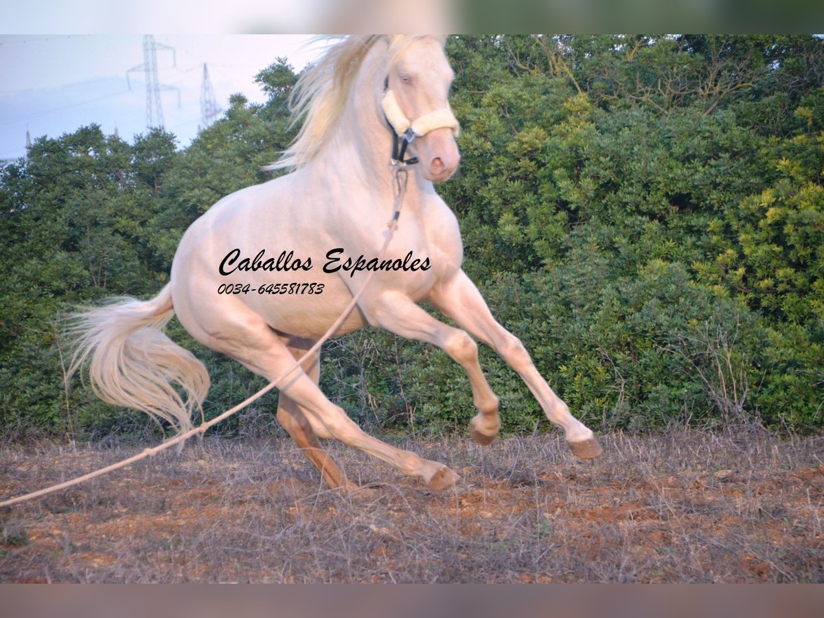 Andalusian Stallion 2 years 15 hh Cremello in Vejer de la Frontera