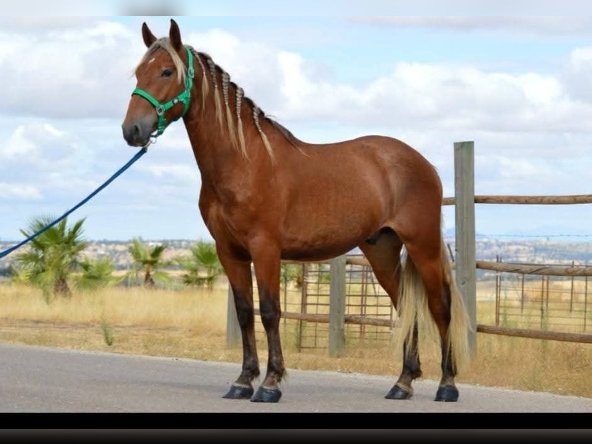 Andalusian Stallion 2 years 15,2 hh Chestnut in Engen