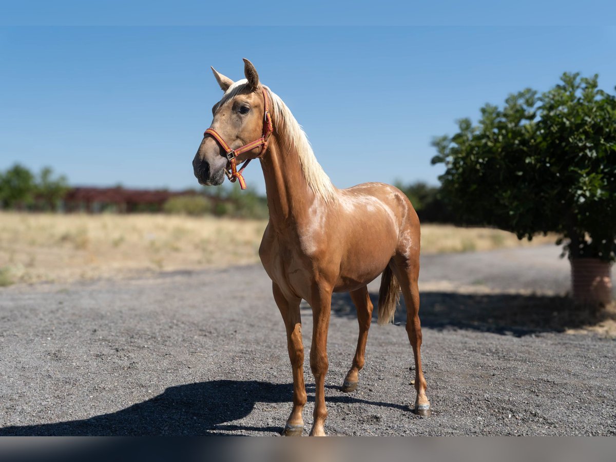Andalusian Stallion 2 years 15,2 hh Palomino in Mostoles