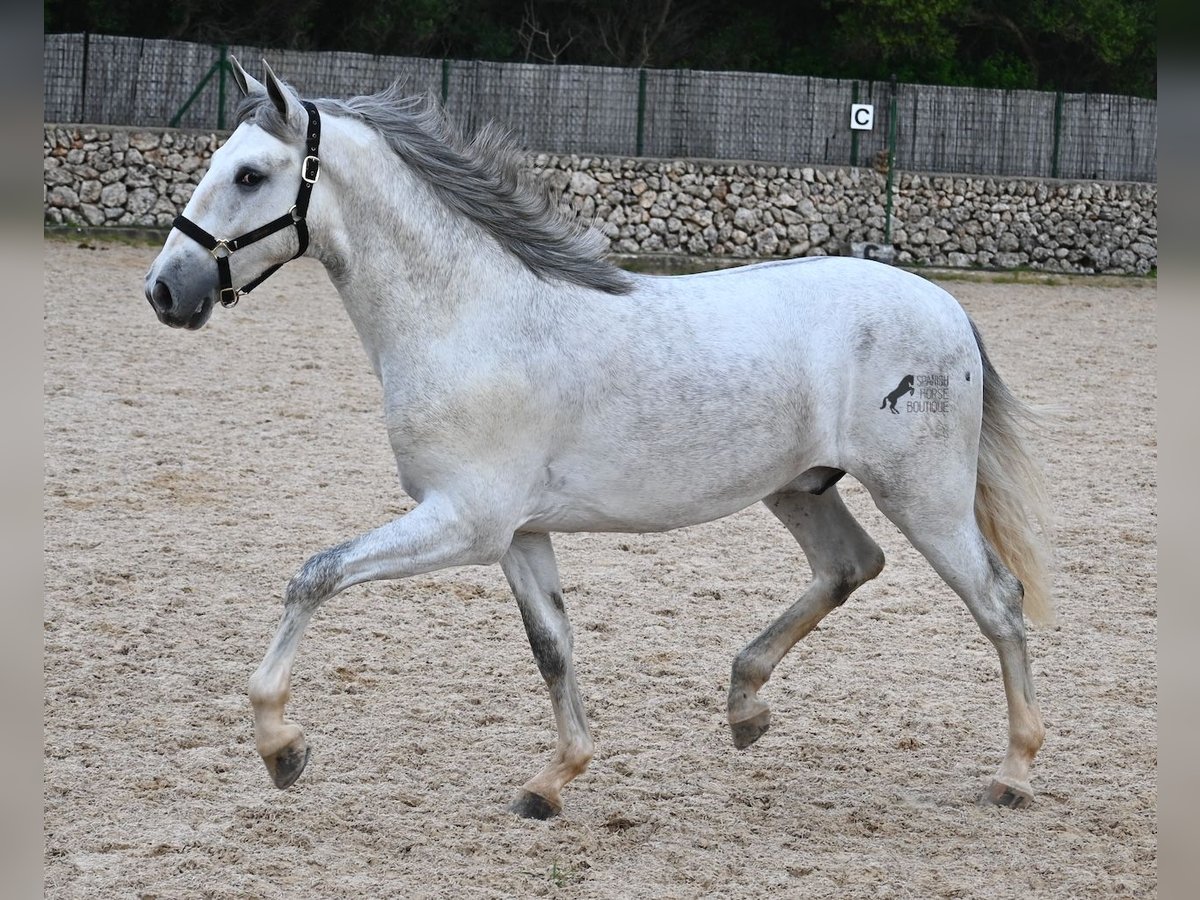 Andalusian Stallion 2 years 16,1 hh Grey in Menorca