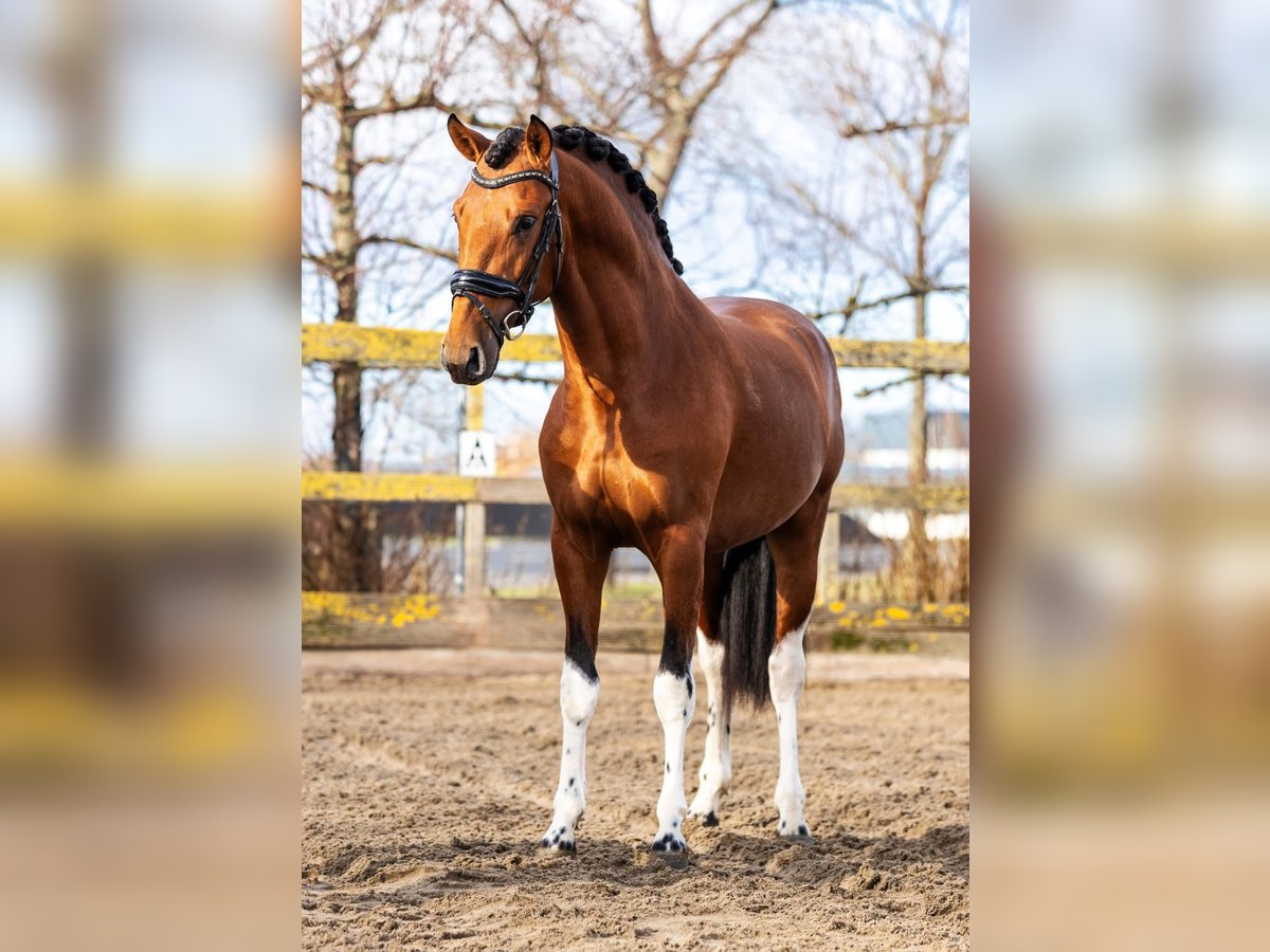 Andalusian Stallion 3 years 15,1 hh Pinto in Sm